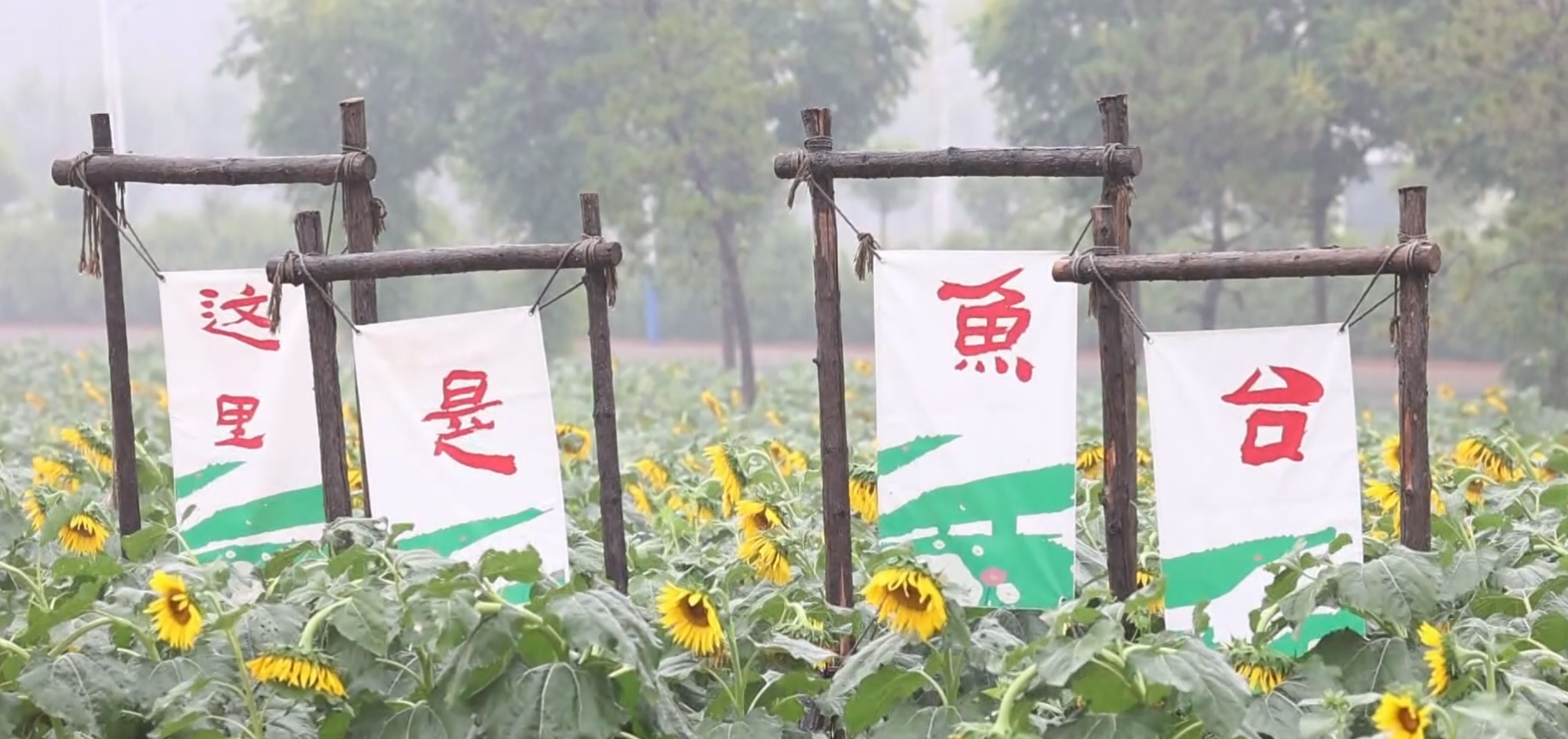 雨中油葵花海美如畫